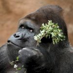 Pábo Srněnský - BJJ🥋 - All Levels